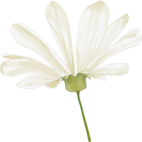 Watercolor White Daisy Flower