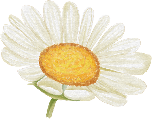 Watercolor White Daisy Flower
